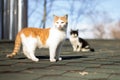 Cat roof spring red black blue sky Royalty Free Stock Photo