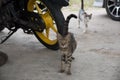 Street cats and bikes