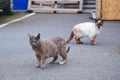 Street cats sitting on the street Royalty Free Stock Photo