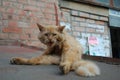 Street cats of the city of Odessa. Ukraine. Royalty Free Stock Photo