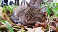 Street cats of the city of Odessa. Ukraine. Royalty Free Stock Photo