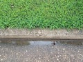 Street, cement curb, and wet green grass Royalty Free Stock Photo