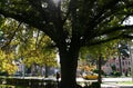 Street in the city. Big tree in park in the city Royalty Free Stock Photo