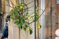 Street corner with lemon tree Royalty Free Stock Photo