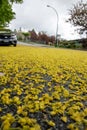 Street covered in fallen maple flowers.