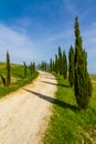 Street Among Cypresses in Tuscany-Val dOrcia,Italy Royalty Free Stock Photo