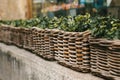 Street decor. Series of beautiful wicker baskets with outdoor plants