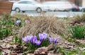 Street decoration with creative composition group of spring purple crocus real city life background with white driving