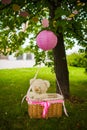 Street decorations for a children`s party. A basket with a teddy bear in a air balloon in a green park