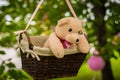 Street decorations for a children`s party. A basket with a teddy bear in a air balloon in a green park