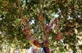 Street decorations in Setubal