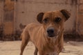 Street dog closeup shot. Cute dog . Brown dog.