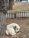 Street dog with an ear tag lounging under the tree Royalty Free Stock Photo