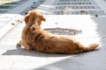 Street Dog is Feeling Excited, Moving Tail Royalty Free Stock Photo