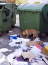 Street dog with garbage near green trash dumpsters