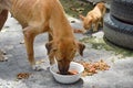 Street dog and ginger kitten feeding instant dried food in car junkyard