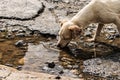 Street dog having water from a plash on the ground