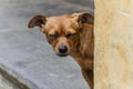 Street dog in Hoi An, Vietnam