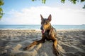 Street dog lying with relaxing on sand beach Royalty Free Stock Photo