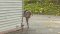 Street dog is peeing on the corner of kiosk. Small dog urinating on a wall om the street