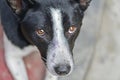 A Street Dog Portrait - Closeup