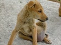 Street dog puppy | Very cute pet