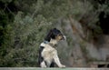 Street Dog Reclines Royalty Free Stock Photo