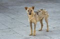 Street dog recovered from ringworm Royalty Free Stock Photo