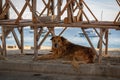 A street dog is resting in the shade under the wooden market stalls by the sea. Royalty Free Stock Photo