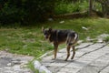 Street dog sits on the ground.The homeless dog lies on the dry leaves of last year