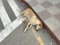 Street dog sleeping on the street