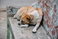 A street dog sleeping on a bench in Mandalay. Royalty Free Stock Photo