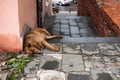 The street dog is sleeping. Next to concept of stray animals trash, environmental pollution concept Royalty Free Stock Photo