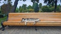 A street dog sleeping on a park bench Royalty Free Stock Photo