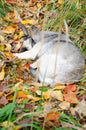 Street dog sleeps in fallen leaves and grass. Homeless gray dog lies on multicolored dry leaf. The concept of survival of animals