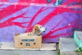 Street dog and street art Royalty Free Stock Photo