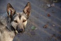 Street dog with tag about sterilization and rabies vaccination looking at the camera. Portrait of homeless gray dog. Concept of