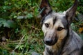 Street dog with tag about sterilization and rabies vaccination looking at the camera. Portrait of homeless gray dog. Concept of