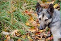 Street dog with tag about sterilization and rabies vaccination looking at the camera. Portrait of homeless gray dog. Concept of