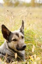 Street dog with tag about sterilization and rabies vaccination looking at the camera. Portrait of homeless gray dog. Concept of