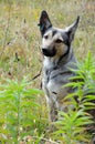 Street dog with tag about sterilization and rabies vaccination looking at the camera. Portrait of homeless gray dog. Concept of