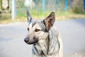 Street dog with tag about sterilization and rabies vaccination. Portrait of homeless gray dog. Concept of sterilization of stray