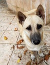 Street dog waiting for food. Royalty Free Stock Photo