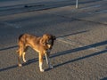 Dog lonely wanders around the city in search of food