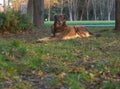 Dog lonely wanders around the city in search of food