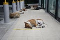 The flock of stray dogs sleeping on the sidewalk.