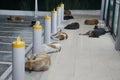 The flock of stray dogs sleeping on the sidewalk.