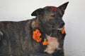 Street Dogs with Flowers and Tika on Dog Festival in Kathmandu