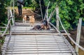 Street dogs guard a wobbly and simply constructed wooden bridge, which leads over a small stream of