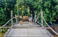 Street dogs guard a wobbly and simply constructed wooden bridge, which leads over a small stream of